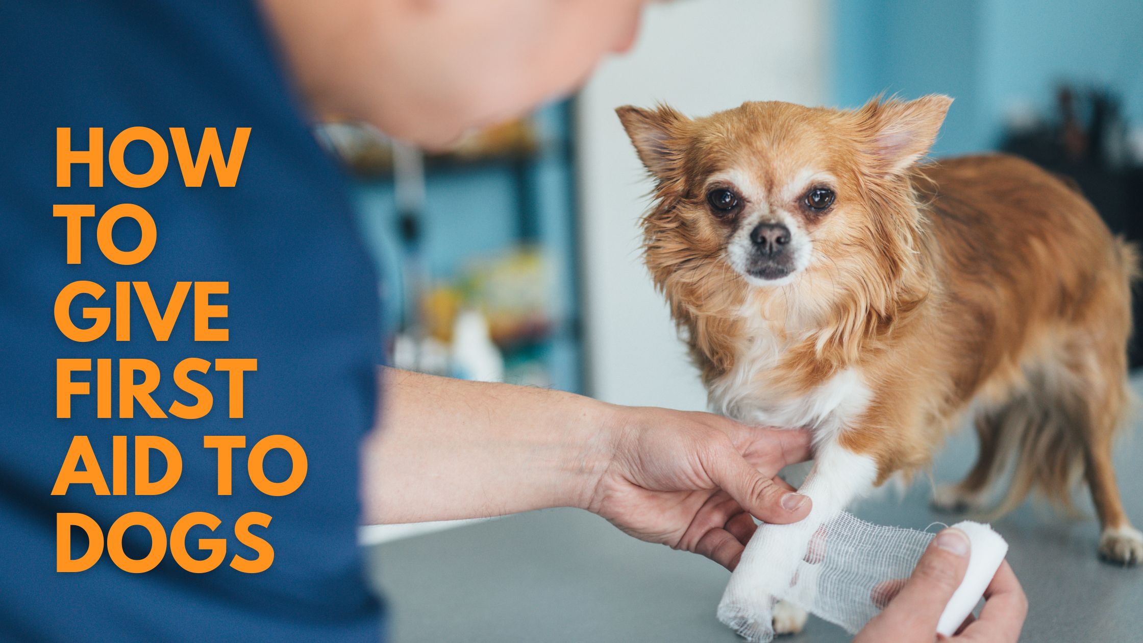 How Do You Give Your Dog First Aid